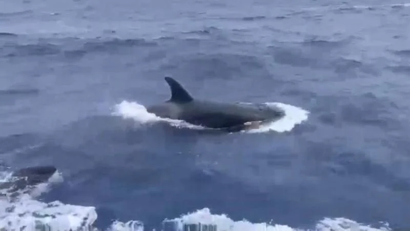 ballenas orcas en la Guaira